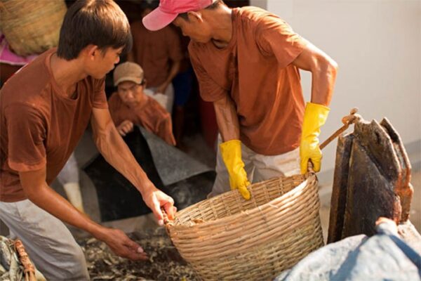 nguyên liệu làm nước mắm chinsu cá hồi thượng hạng